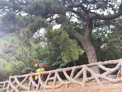 -北京西山国家森林公园