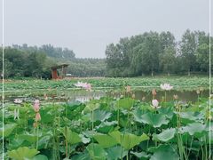 -东郊湿地公园