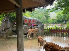 -野象谷景区