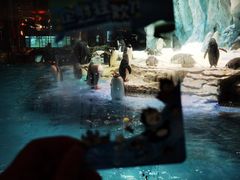 -帝企鹅自助餐厅•儿童岛•真企鹅(长隆企鹅酒店)