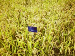 -武清南湖绿博园