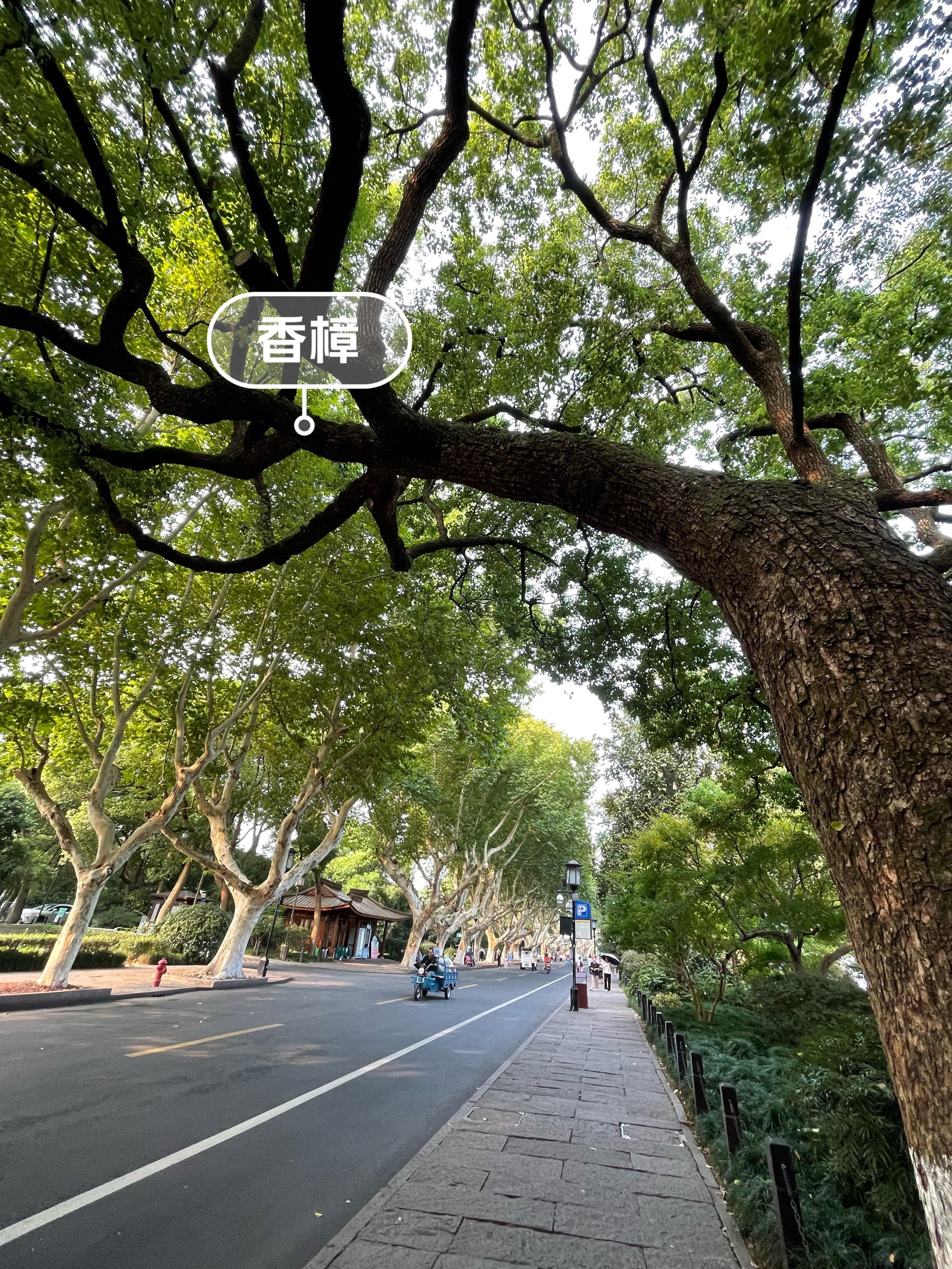 植物标识牌香樟图片