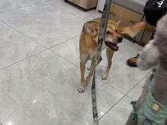 -安安宠医宠物医院·异宠·犬猫内科(岳阳分院)