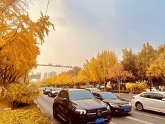 -三里屯东五街银杏大道