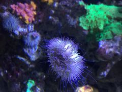 -迪拜水族馆及水下动物园