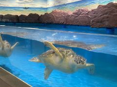 -芜湖新华联大白鲸海洋公园