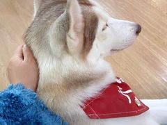-Husky Go! 哈士奇体验馆·宠物咖啡厅狗咖