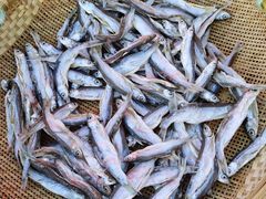 -阳光海岸