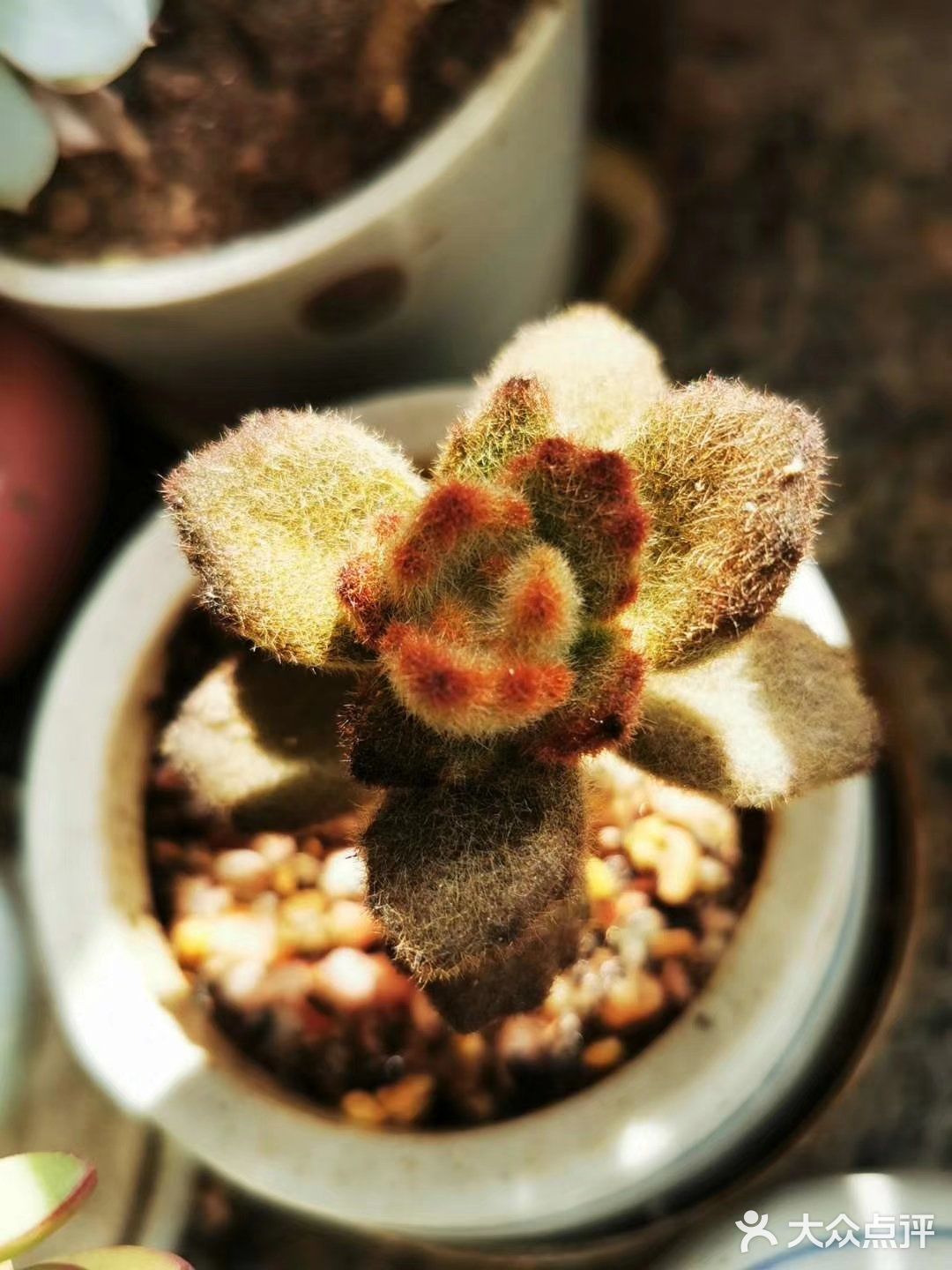 多肉植物园
