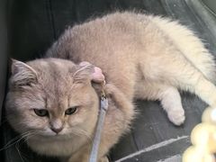 -PETKIT小佩宠物·低压洗护(国顺东路店)