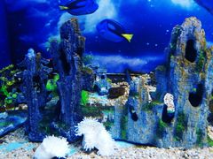 -芜湖新华联大白鲸海洋公园