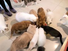 -平行世界·猫咖(首经贸店)