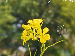 -神光山国家森林公园