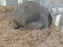 -怪兽屋·羊驼·猫咖·狗咖(俊华广场店)