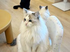 -有喵·猫咖·狗咖·40+猫狗有小奶狗(岗厦店)