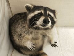 -浣熊柯尔鸭土拨鼠·电玩咖