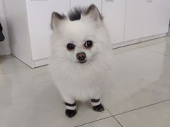 -乐琪宠物医院·犬猫专科·骨外科·急重症