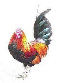 -余婆炸鸡(亚运村店)