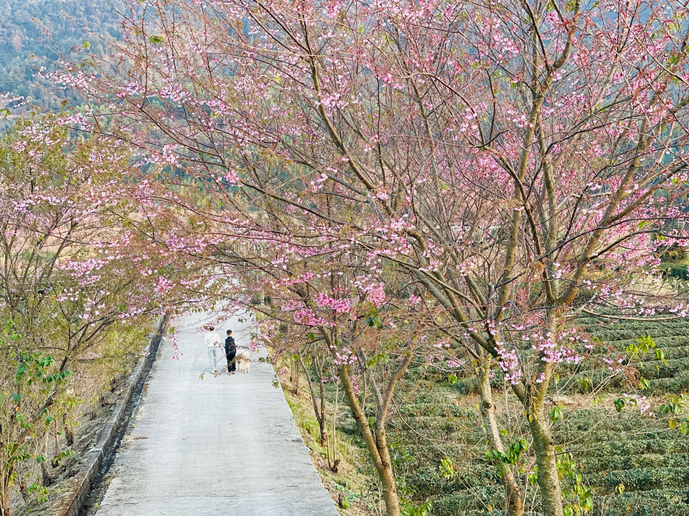 珠海斗门南澳村樱花图片