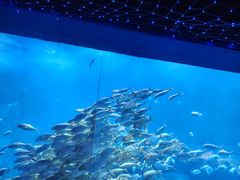 -海合安青岛极地海洋公园