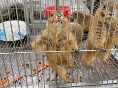 -南宫五洲植物乐园