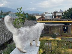 -喵屿·大理花园猫咖