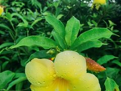 -仙岳公园