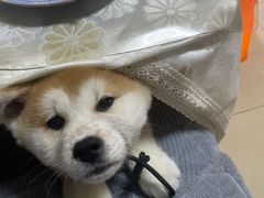 -宠颐生斯嘉宠物医院·急重症·心内科(谷阳北路分院)
