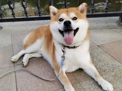 -萌宠之家·腊肠犬·马尔泰·小体犬舍