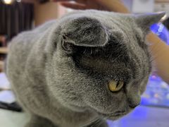 -喵园·猫主题咖啡厅·撸猫·猫咖(国贸店)