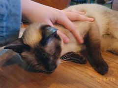 -李小姐の猫咖啡馆(五角场店)