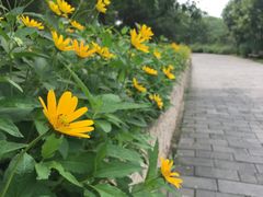 -望湖公园