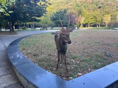 -大连森林动物园