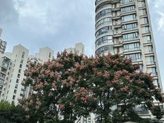 -新湖明珠城