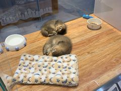 -狗道宠物(常熟印象城店)