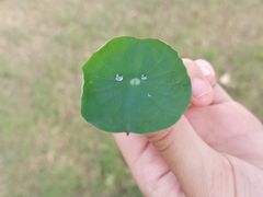 -高子水居