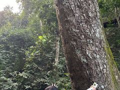 -西双版纳原始森林公园
