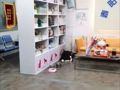 -暖阳宠物医院·犬猫康复中心·骨科