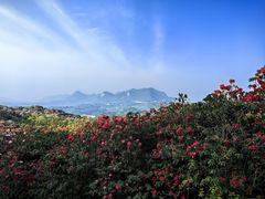 -贵州百里杜鹃风景名胜区