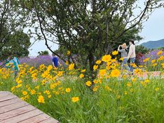 -西京湾花海