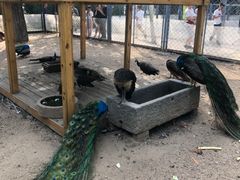 -长白岛森林公园