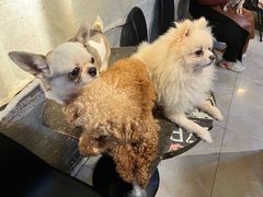-萌喵咖啡屋(人民东路4号口M16商铺店)