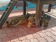 -大连森林动物园