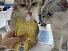-喵的天空名猫咖啡馆·撸猫·猫舍·用品