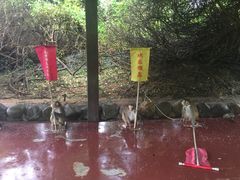 -南湾猴岛+椰田古寨一日游