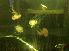 -重庆欢乐海底世界