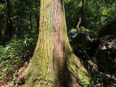 -天目山大树王景区