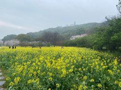 -苏州上方山国家森林公园