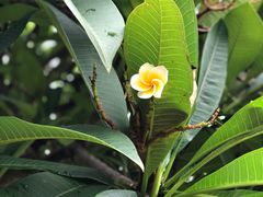 -广西壮族自治区药用植物园