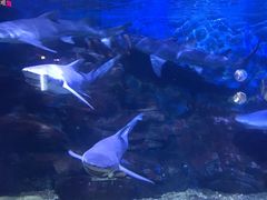 -烟台海昌鲸鲨海洋公园